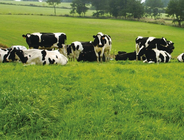 BOB综合体育登录平台网站:饲料加工厂恶臭废气处理案例｜饲料加工厂废气粉尘烟气烟尘油烟油雾臭气异味处理方法